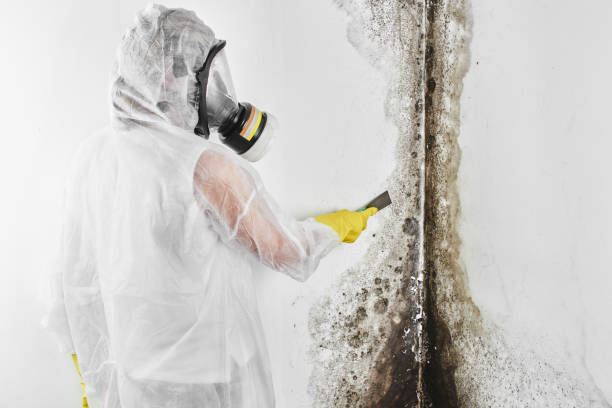 East Williston, NY Mold Removal Company