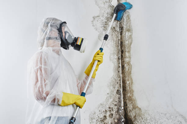 Professional Mold Removal in East Williston, NY