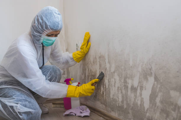 Best Mold Damage Repair  in East Williston, NY