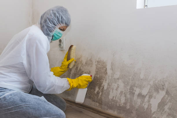 Best Toxic Mold Removal  in East Williston, NY