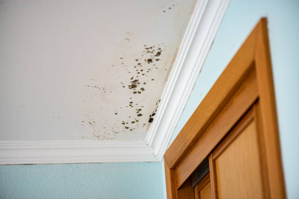 Best Mold Remediation  in East Williston, NY