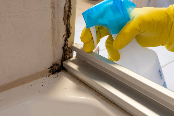 Crawl Space Mold Removal in East Williston, NY