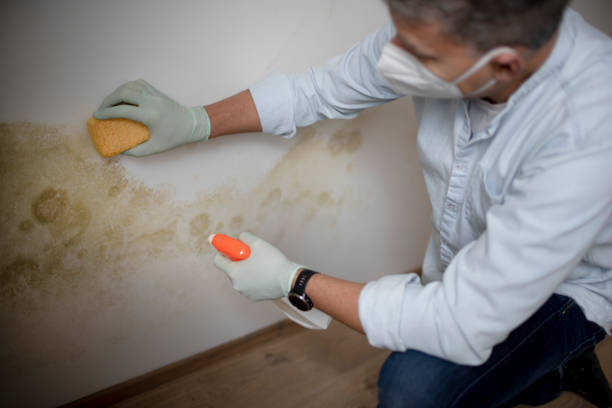 Best Mold Remediation  in East Williston, NY