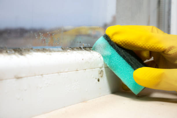 Best Toxic Mold Removal  in East Williston, NY