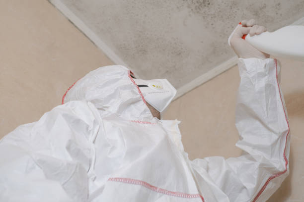 Best Local Mold Removal Service  in East Williston, NY