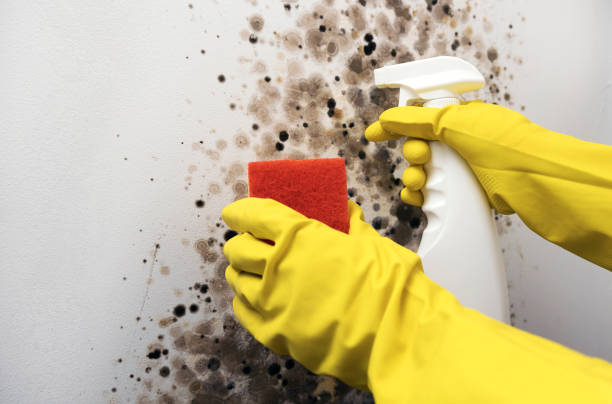 Best Toxic Mold Removal  in East Williston, NY