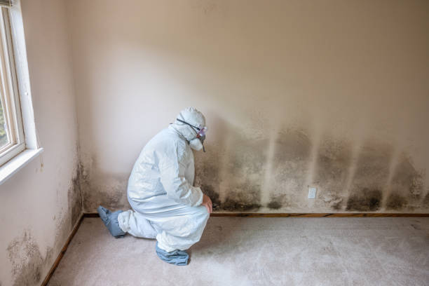 Best Crawl Space Mold Removal  in East Williston, NY