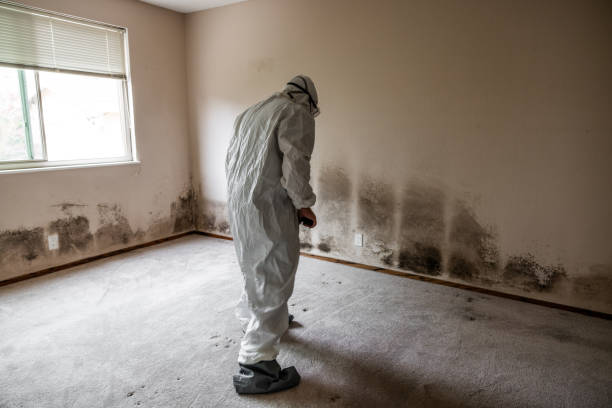 Best Crawl Space Mold Removal  in East Williston, NY