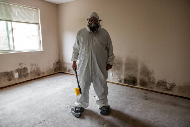 Best Attic Mold Removal  in East Williston, NY