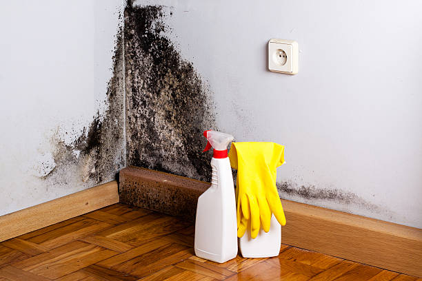 Best Residential Mold Removal  in East Williston, NY