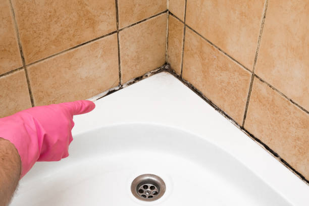 Best Commercial Mold Removal  in East Williston, NY